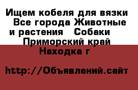 Ищем кобеля для вязки - Все города Животные и растения » Собаки   . Приморский край,Находка г.